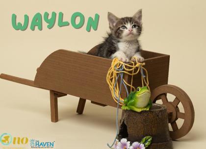 Waylon, a Adoptable mixed breed in Fairhope, AL image 2/2