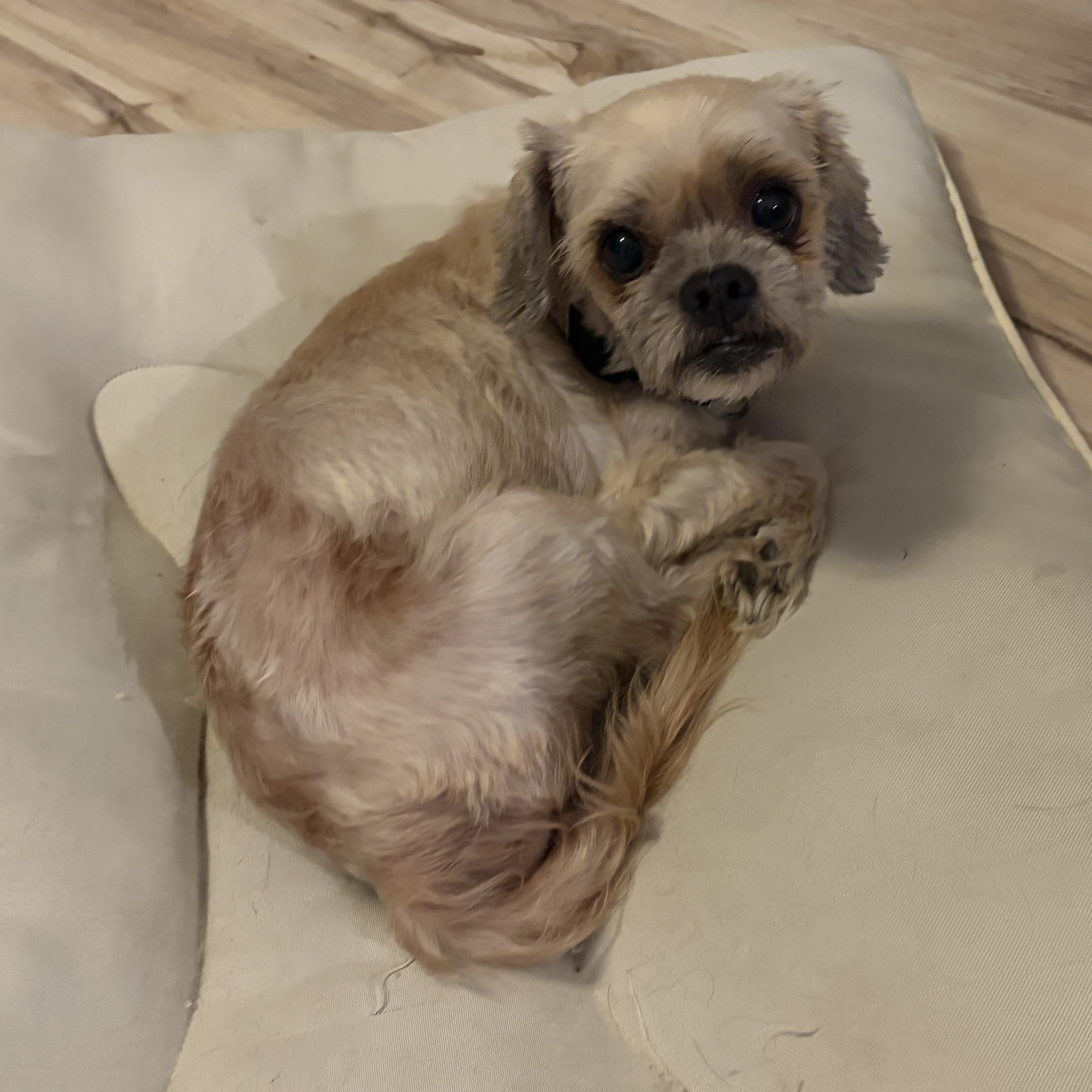 Enlarge Casper, a Adopted Shih Tzu in Lemont, IL image 2/2
