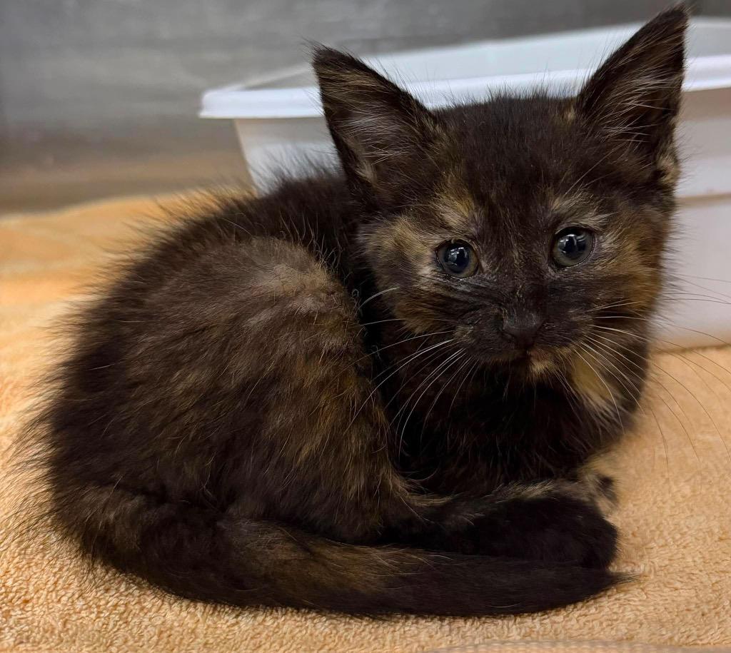 Enlarge Tori, a Adoptable mixed breed in Lagrange, IN image 1/1