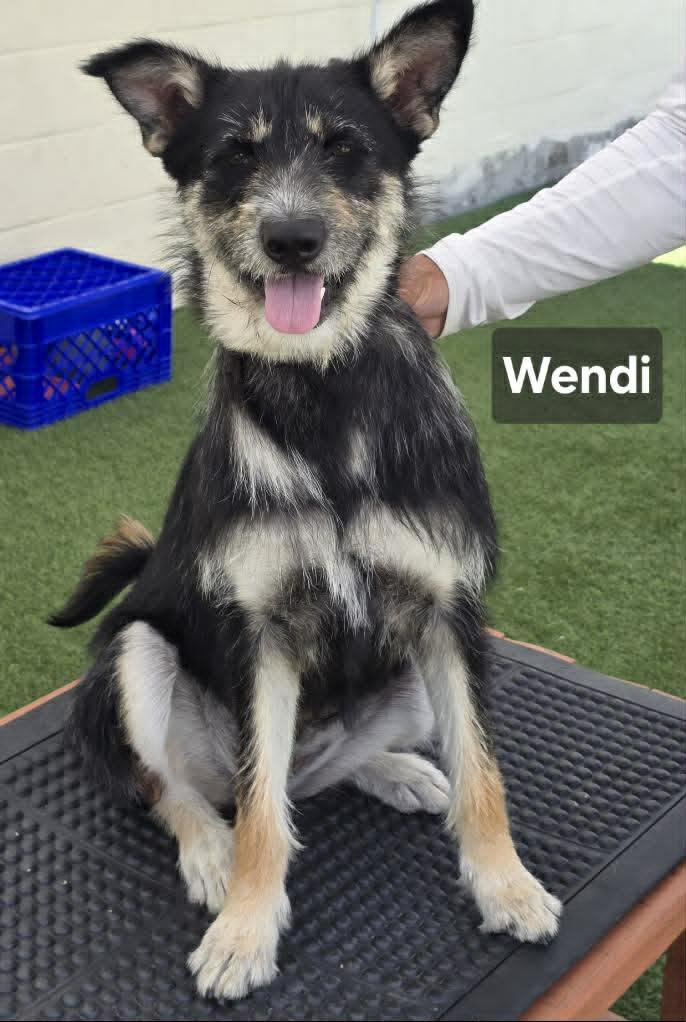 Wendy, Adopted, Adult Female German Shepherd Dog & Standard Poodle.