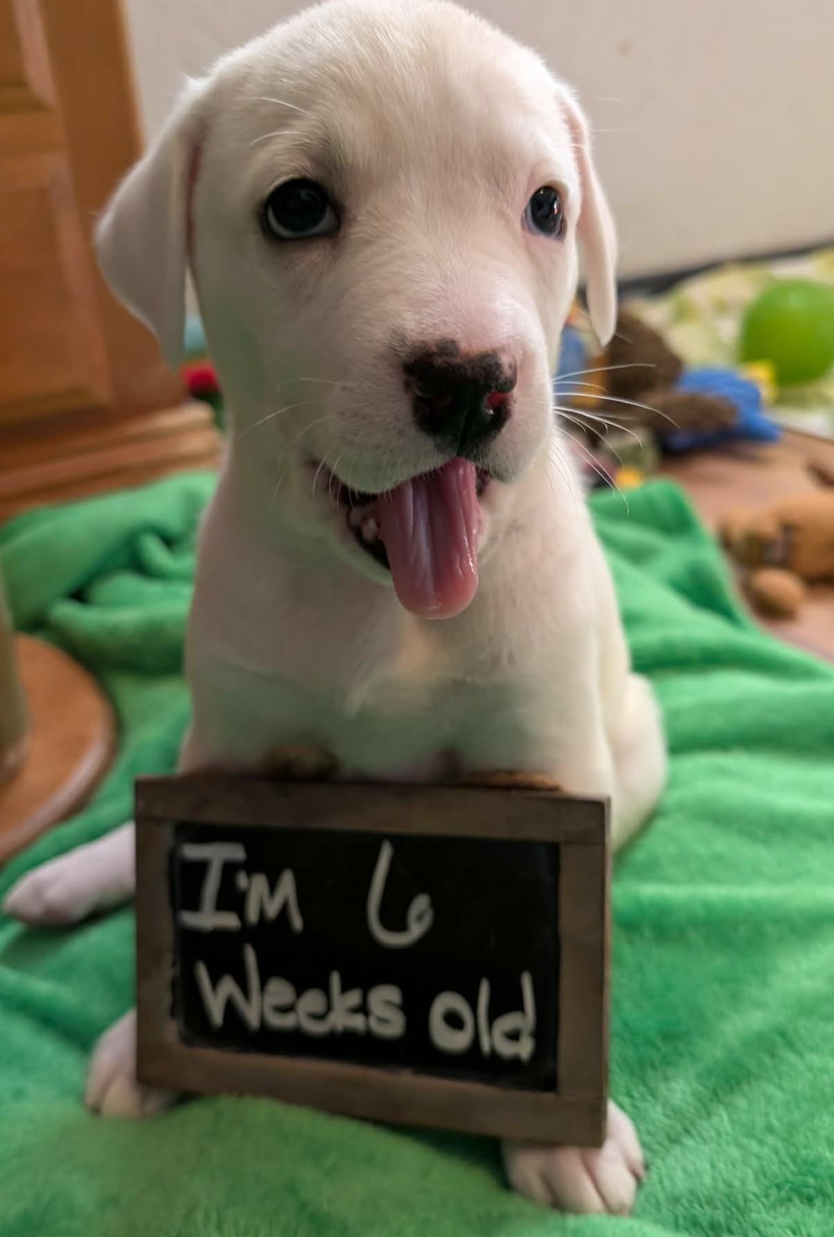Parsley , ADOPTABLE, Puppy Female Great Pyrenees.
