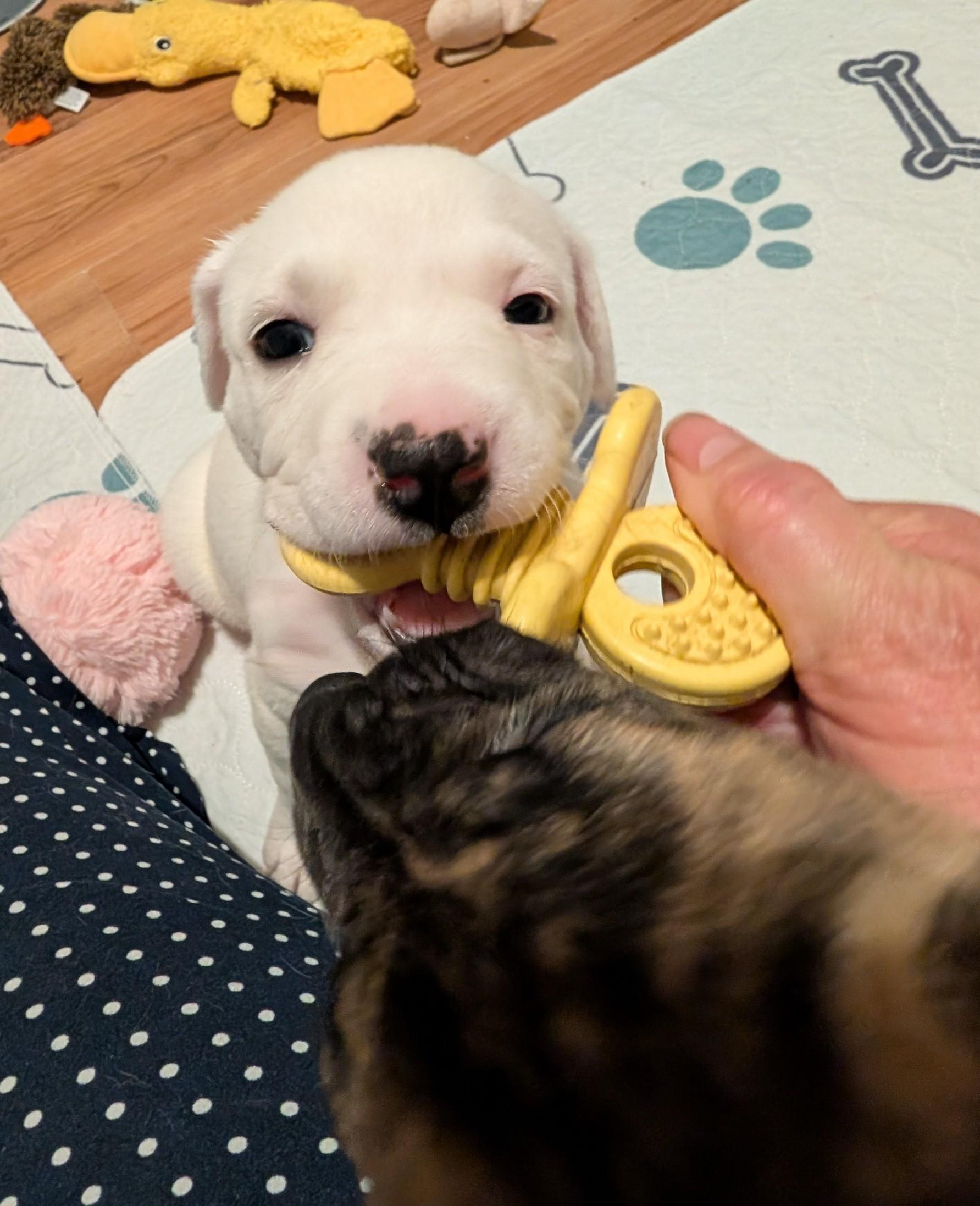 Enlarge Parsley , a ADOPTABLE mixed breed in Kiowa, OK image 5/6