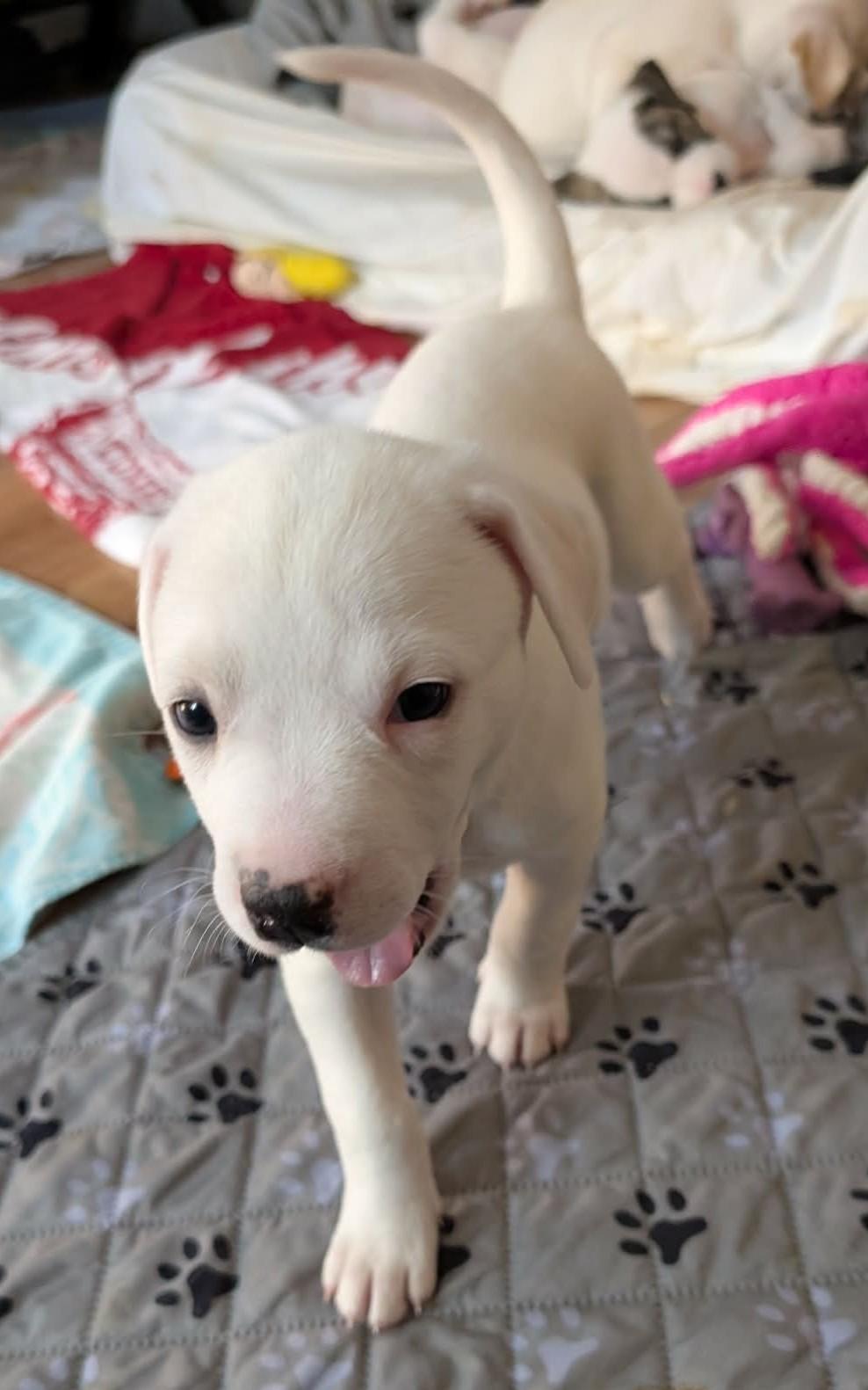 Enlarge Parsley , a ADOPTABLE mixed breed in Kiowa, OK image 6/6