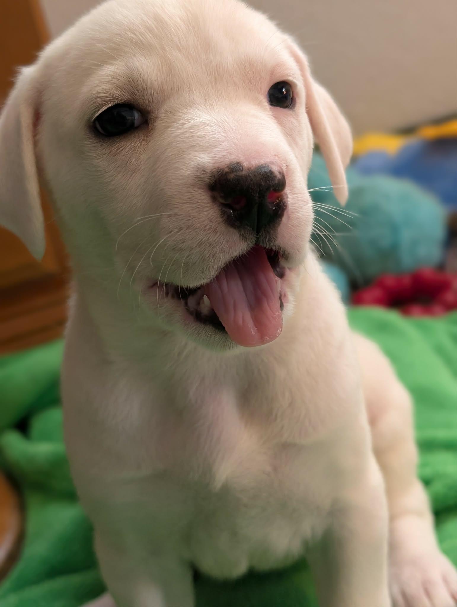 Enlarge Parsley , a ADOPTABLE mixed breed in Kiowa, OK image 4/6
