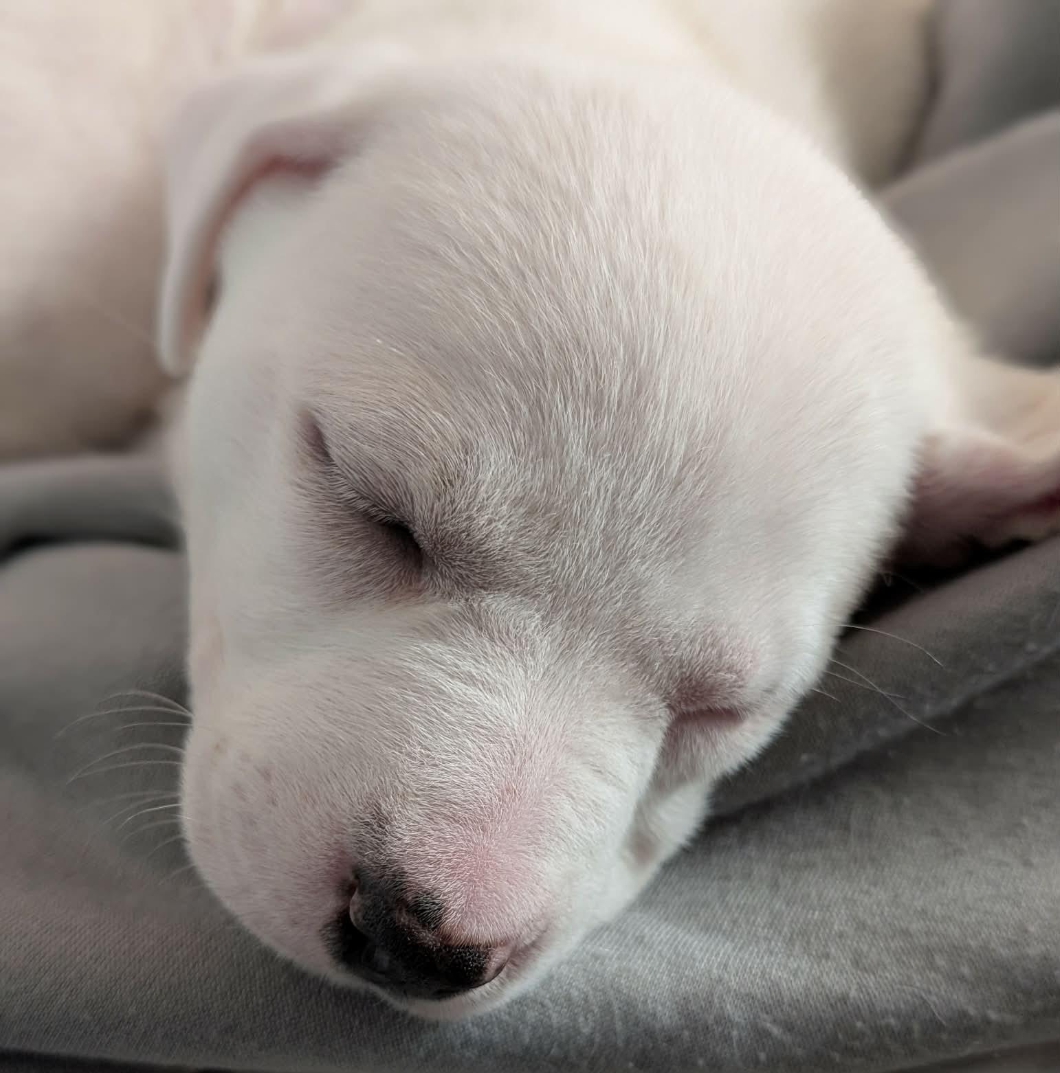 Enlarge Parsley , a ADOPTABLE mixed breed in Kiowa, OK image 2/6