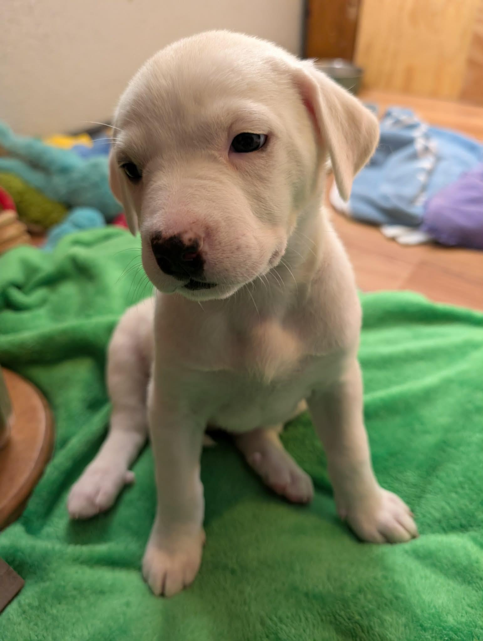 Enlarge Parsley , a ADOPTABLE mixed breed in Kiowa, OK image 3/6