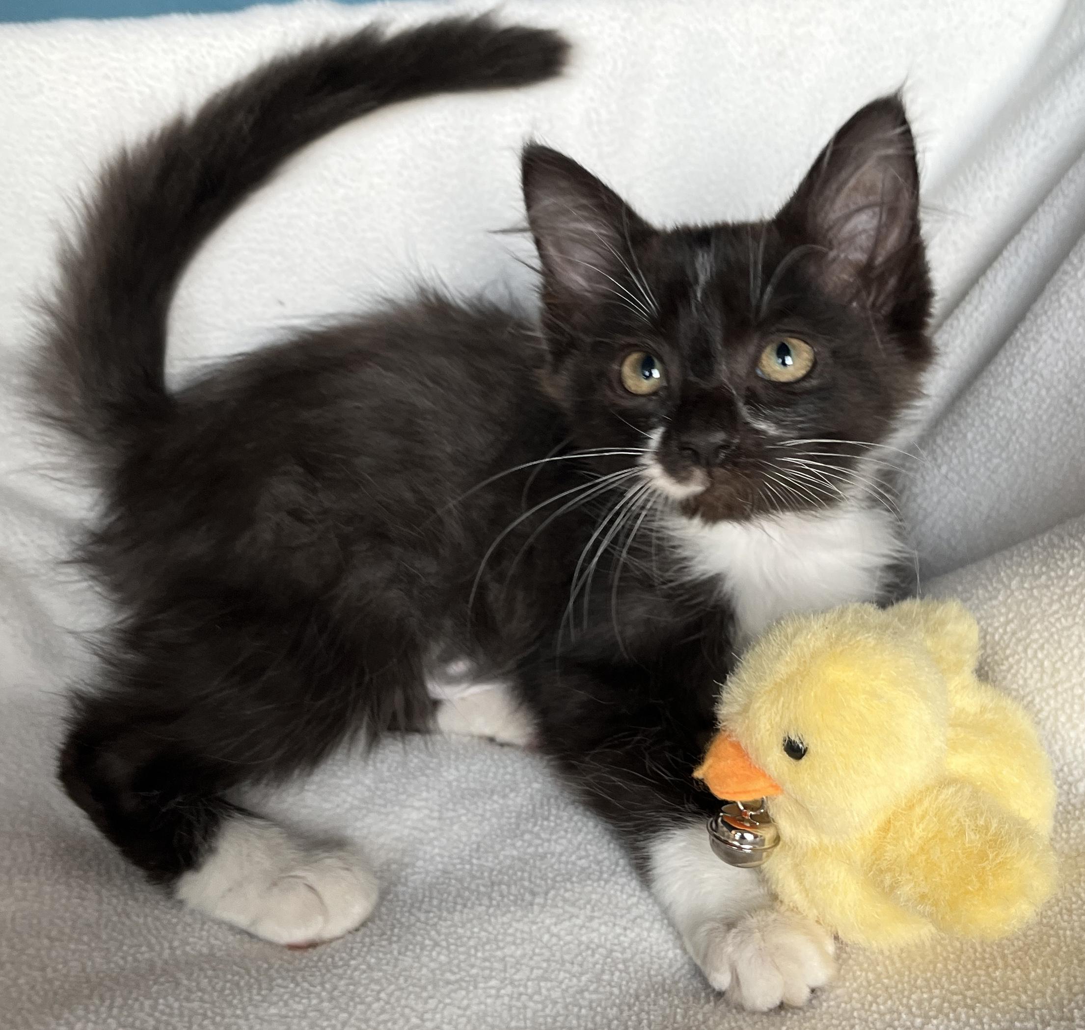 Enlarge Filly, a Adopted mixed breed in Tigard, OR image 2/2