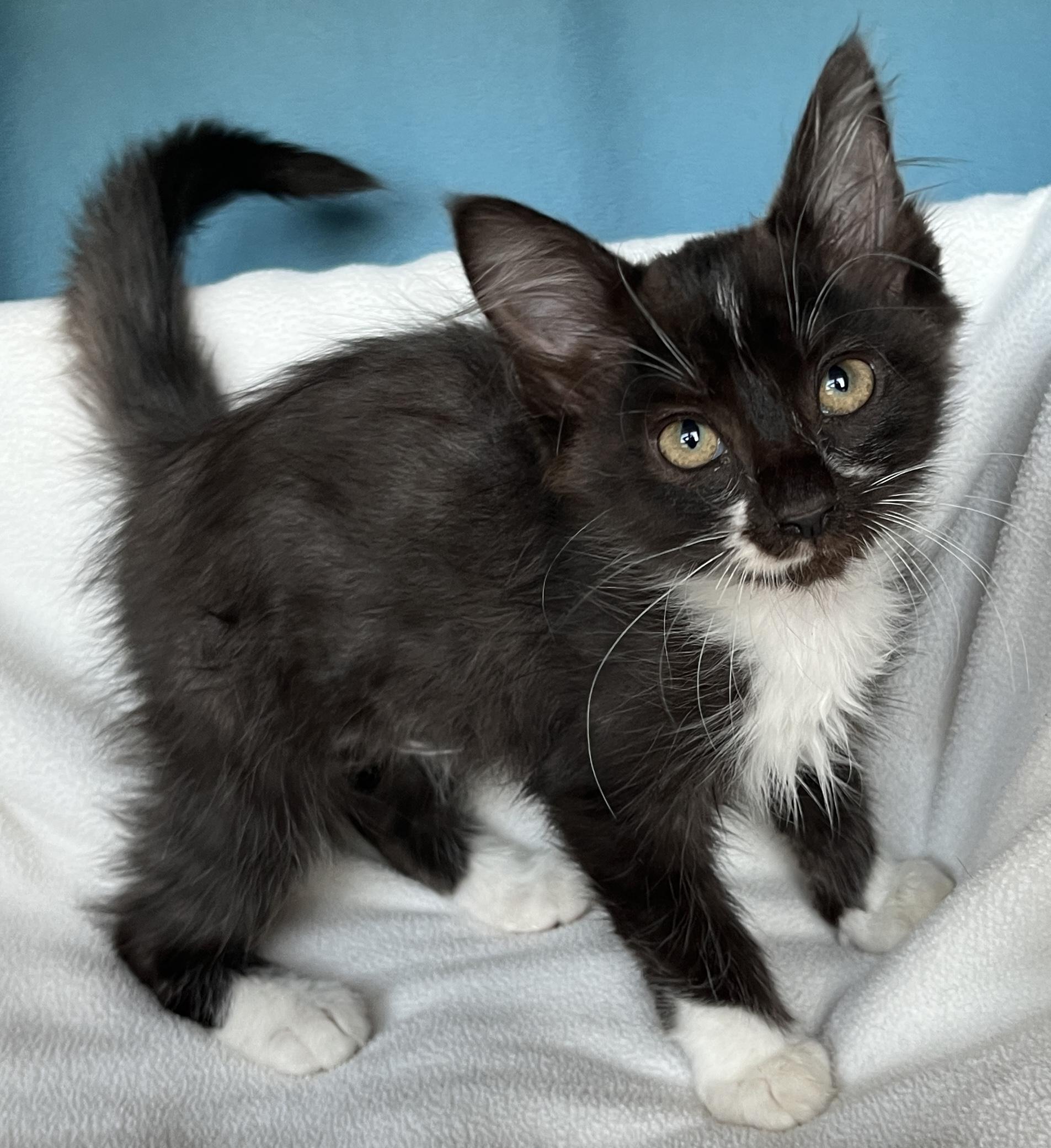 Enlarge Filly, a Adopted mixed breed in Tigard, OR image 1/2