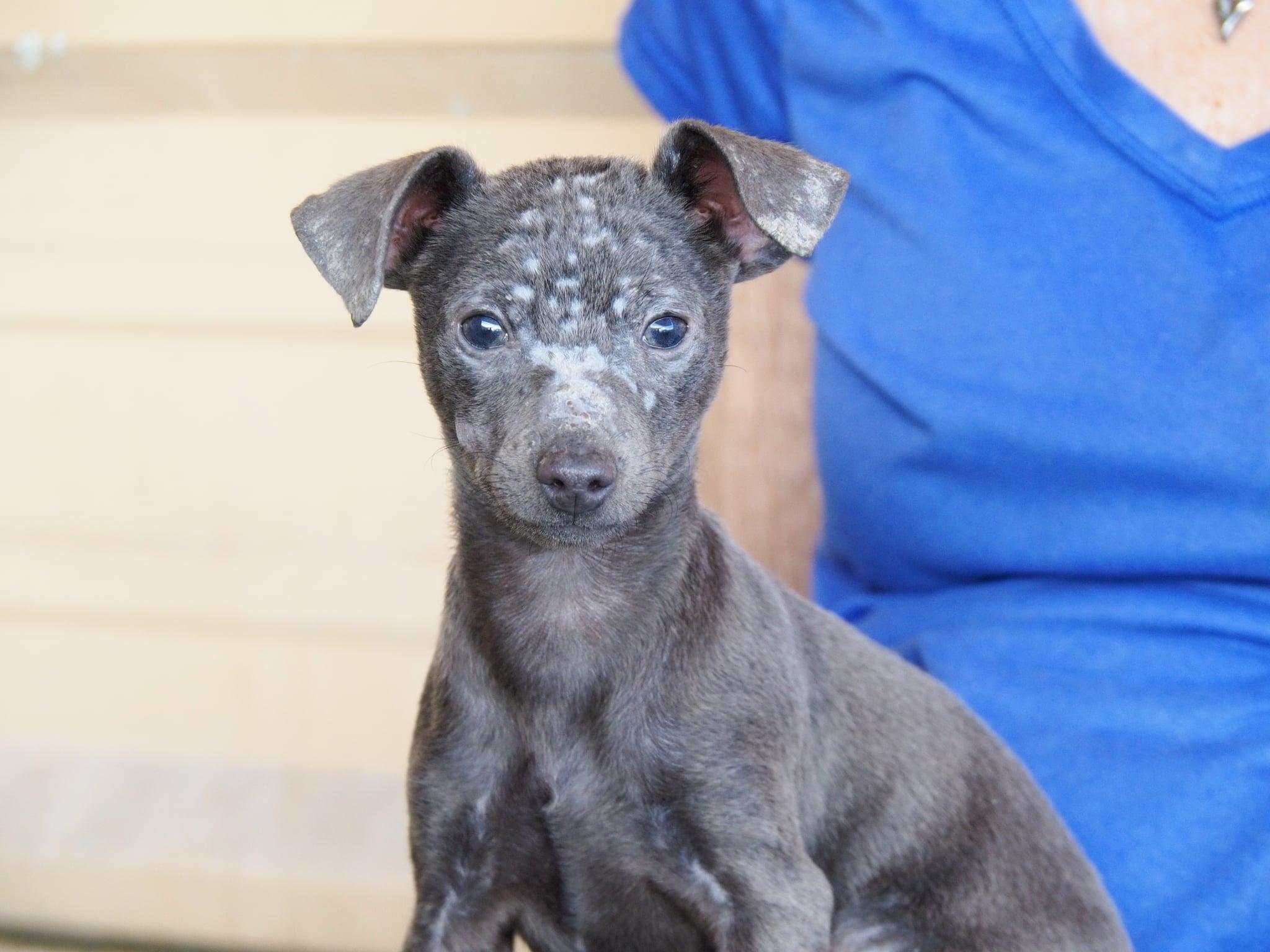 Enlarge Angus, an adopted mixed breed in PHOENIX, AZ image 4/6