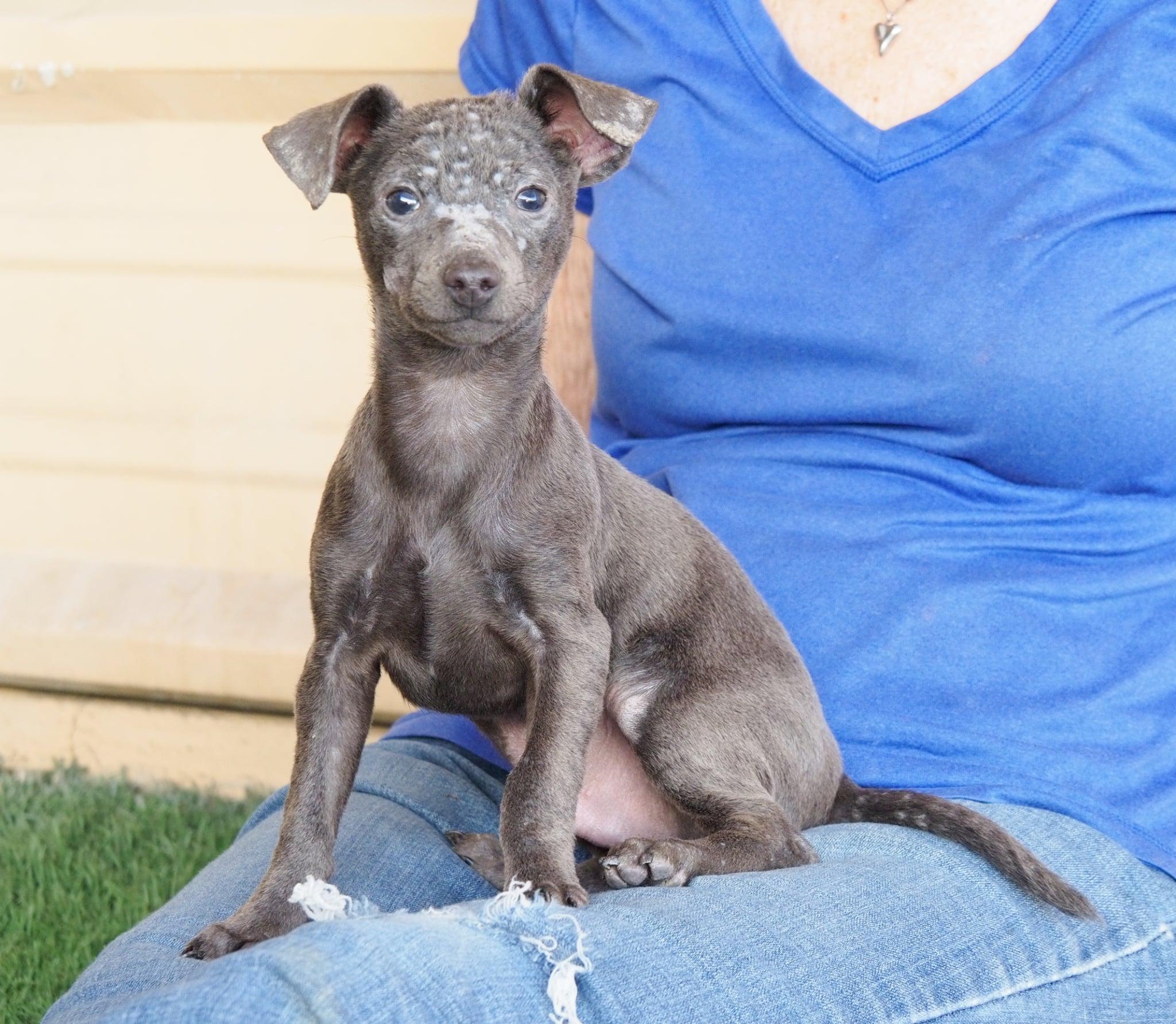 Enlarge Angus, an adopted mixed breed in PHOENIX, AZ image 5/6