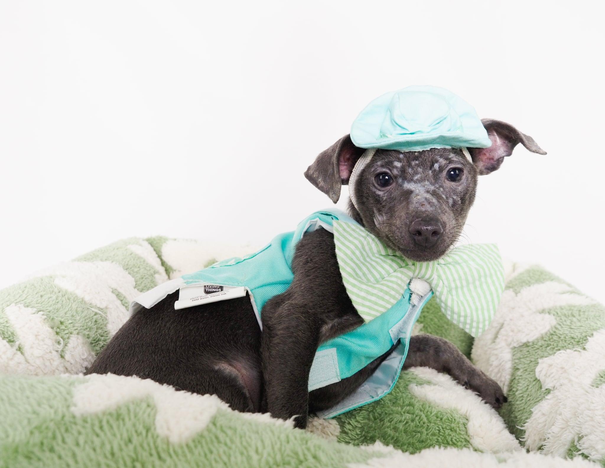 Angus, adopted, Puppy Male Chihuahua.