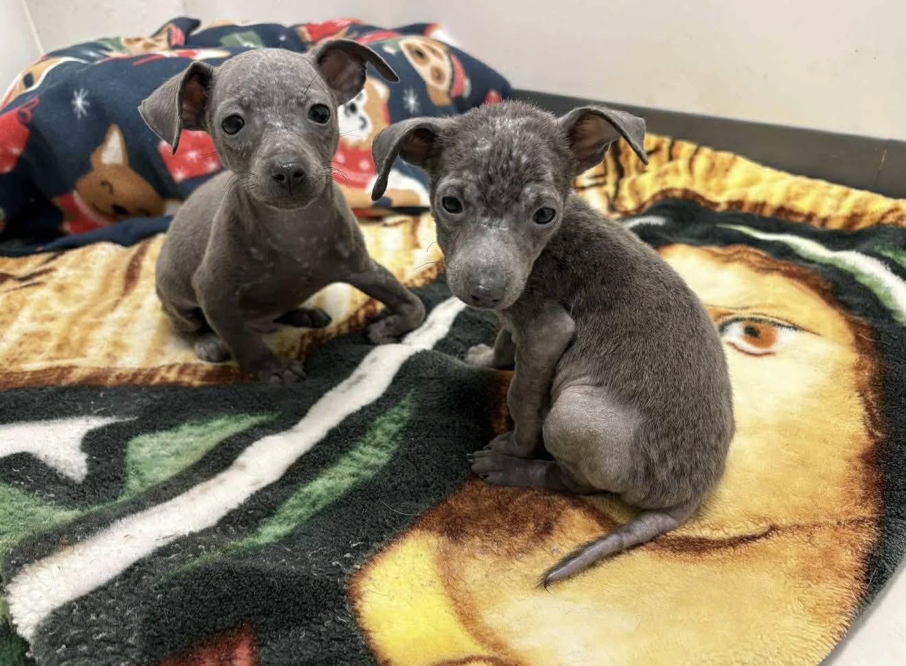 Enlarge Angus, an adopted mixed breed in PHOENIX, AZ image 6/6