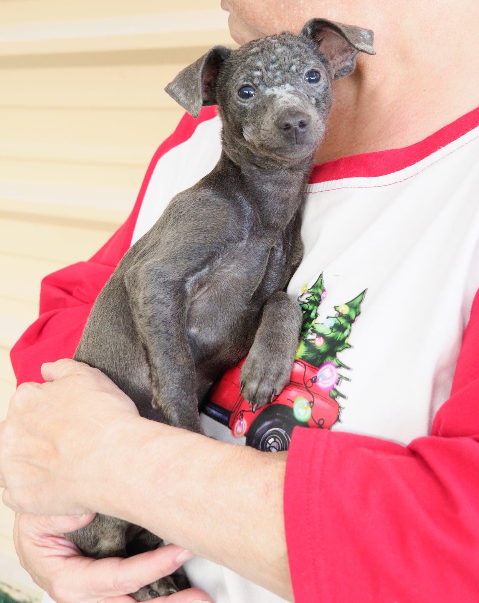 Enlarge Angus, an adopted mixed breed in PHOENIX, AZ image 3/6