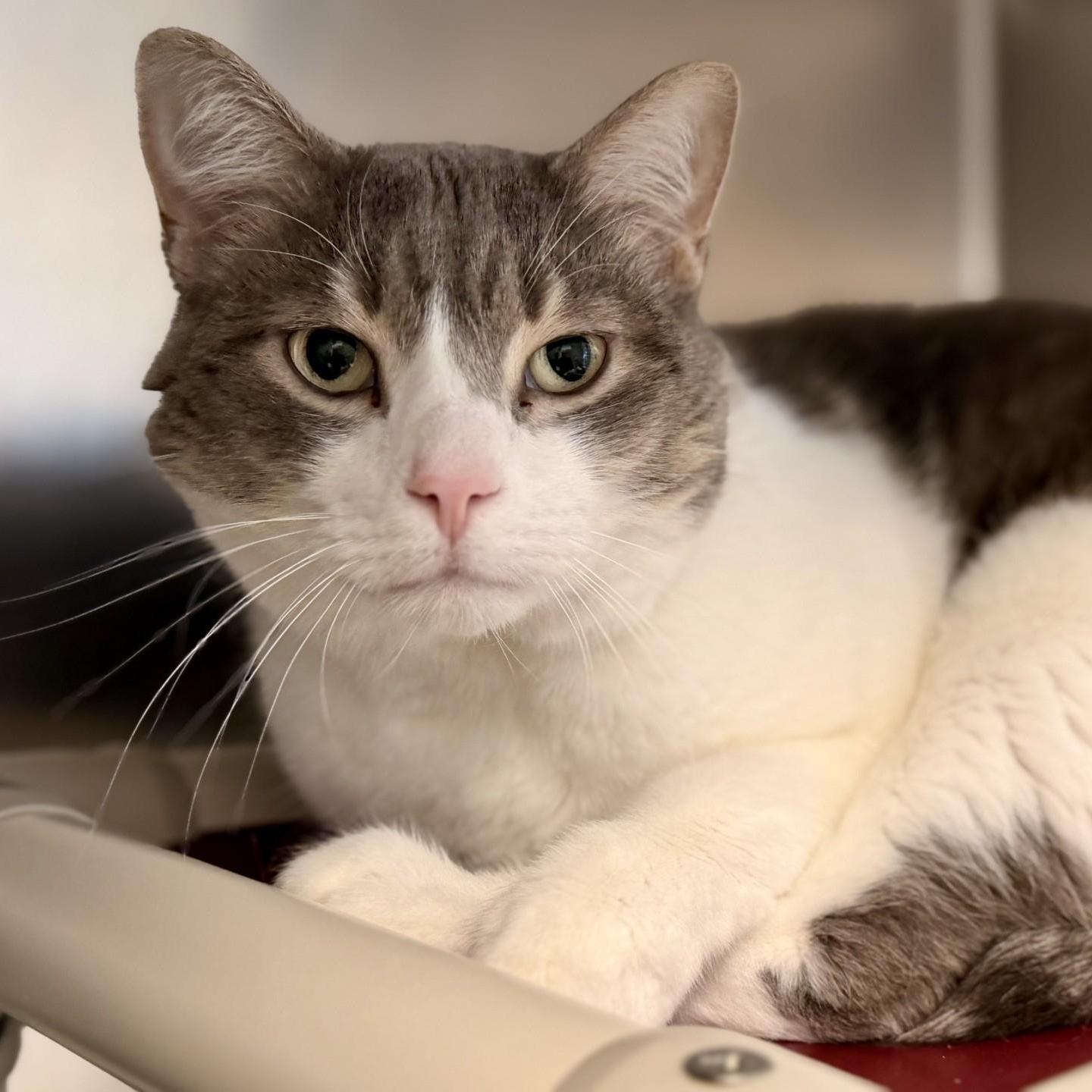 Jake, Adoptable, Adult Male Domestic Short Hair.