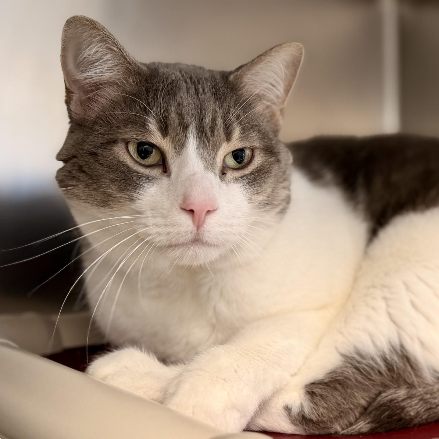 Enlarge Jake, a Adoptable Domestic Short Hair in Manahawkin, NJ image 2/2