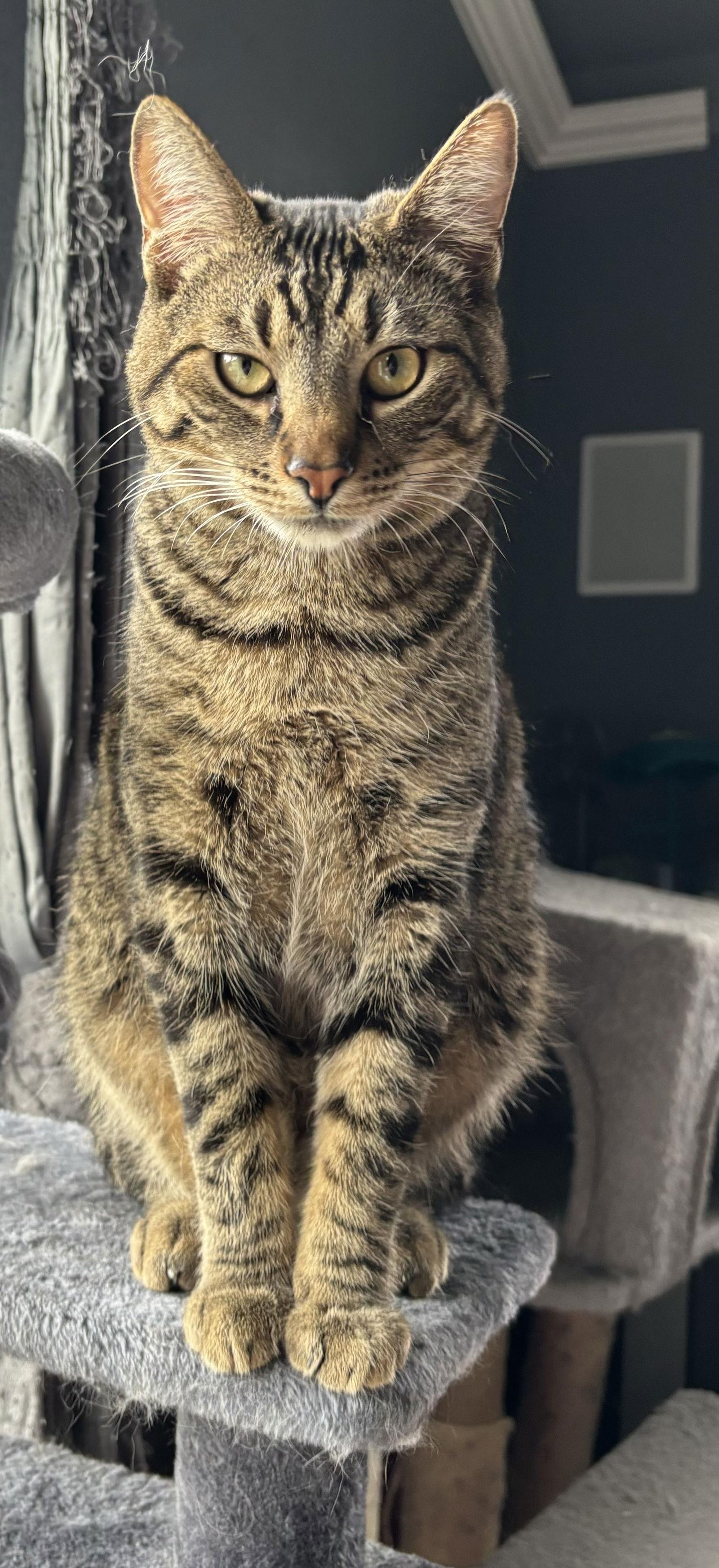 Flaming Fury, Adoptable, Adult Male Domestic Short Hair & Tabby.