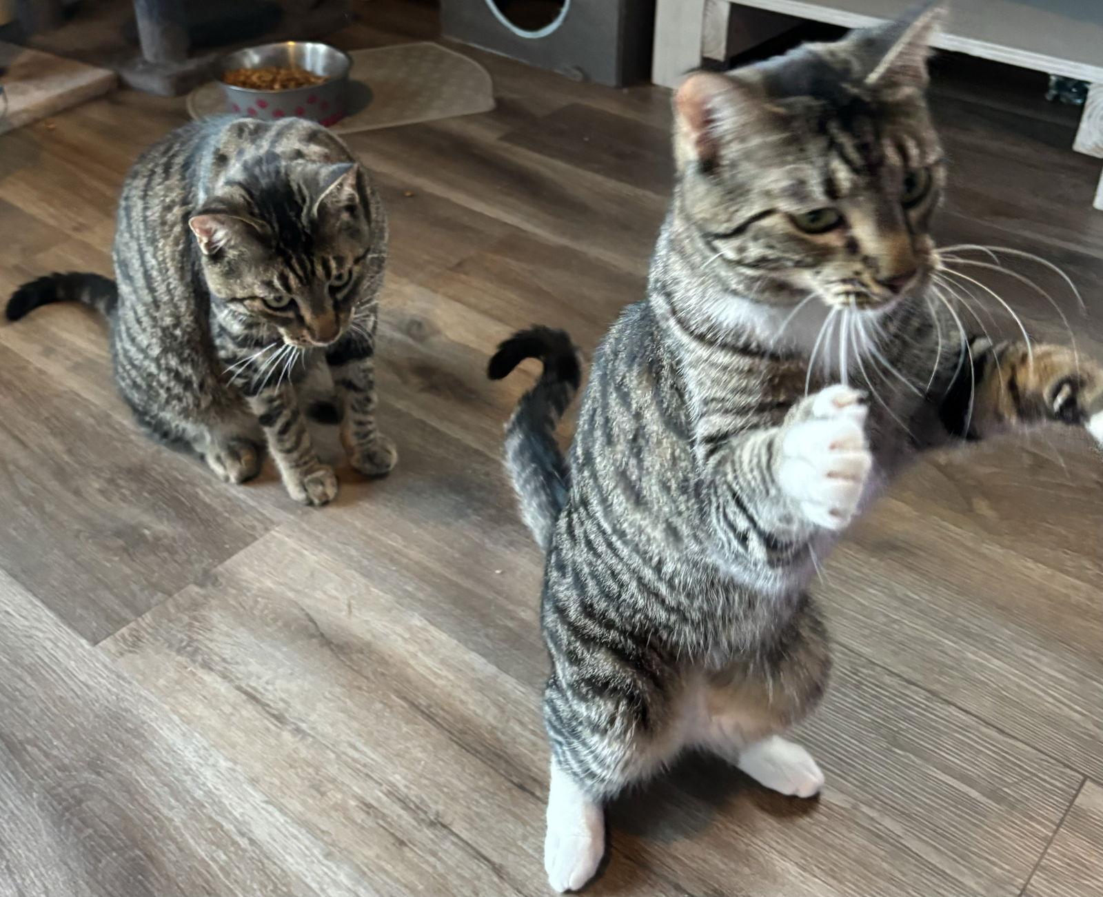 Flaming Fury, a Adoptable mixed breed in Vacaville, CA image 2/3