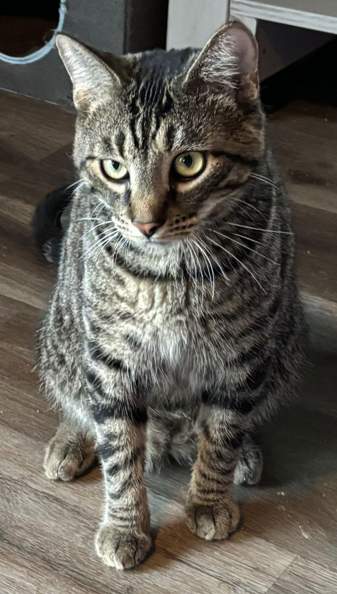 Flaming Fury, a Adoptable mixed breed in Vacaville, CA image 3/3