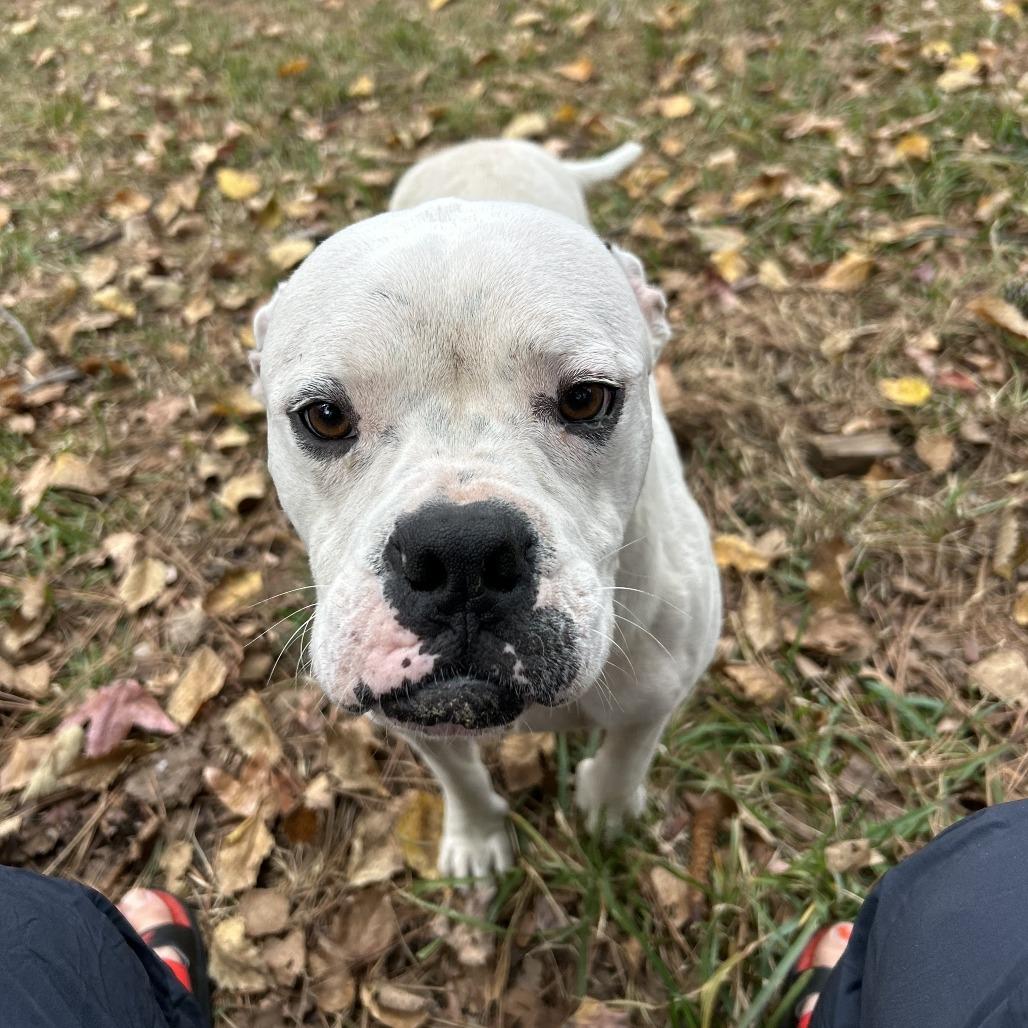 Big daddy, Adoptable, Adult Male Mixed Breed.