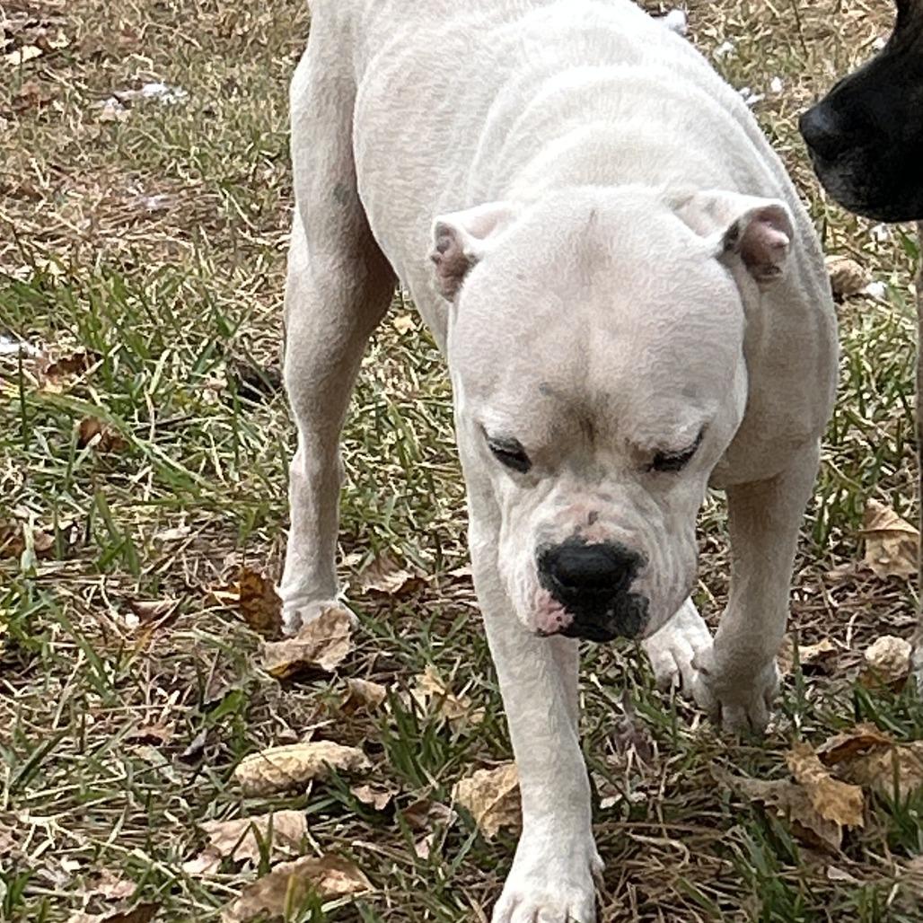 Enlarge Big daddy, a Adoptable Mixed Breed in Columbus, GA image 2/2