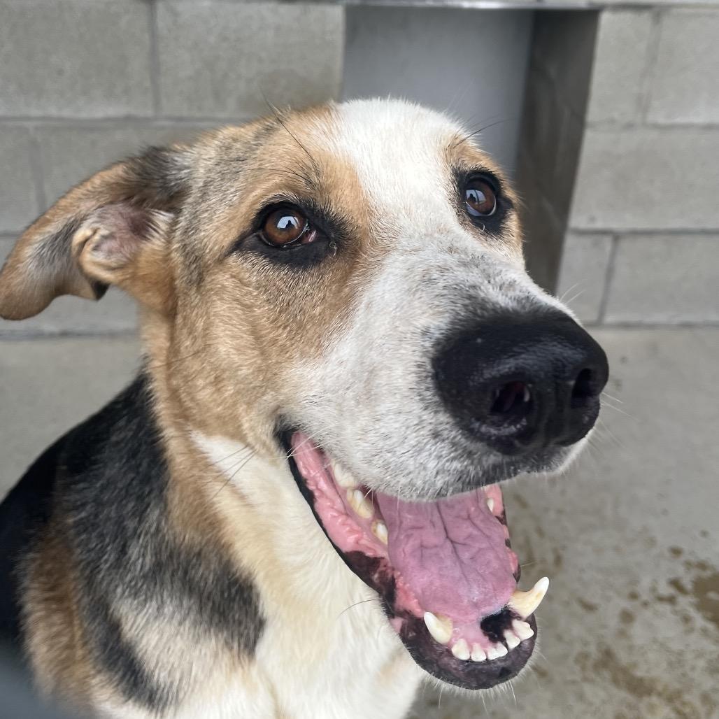Enlarge Scout, a Adoptable mixed breed in Bristol, IN image 1/6