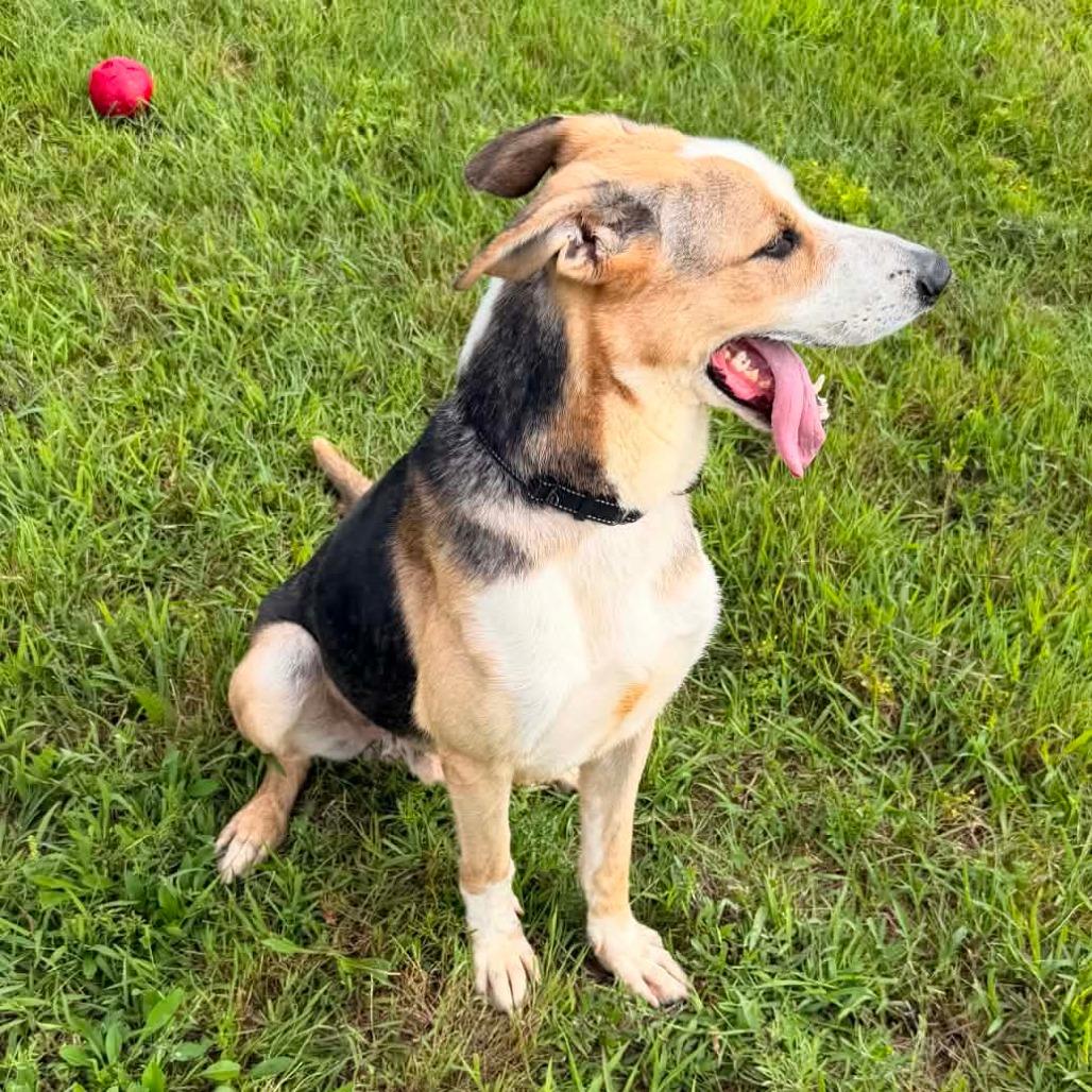 Enlarge Scout, a Adoptable mixed breed in Bristol, IN image 2/6