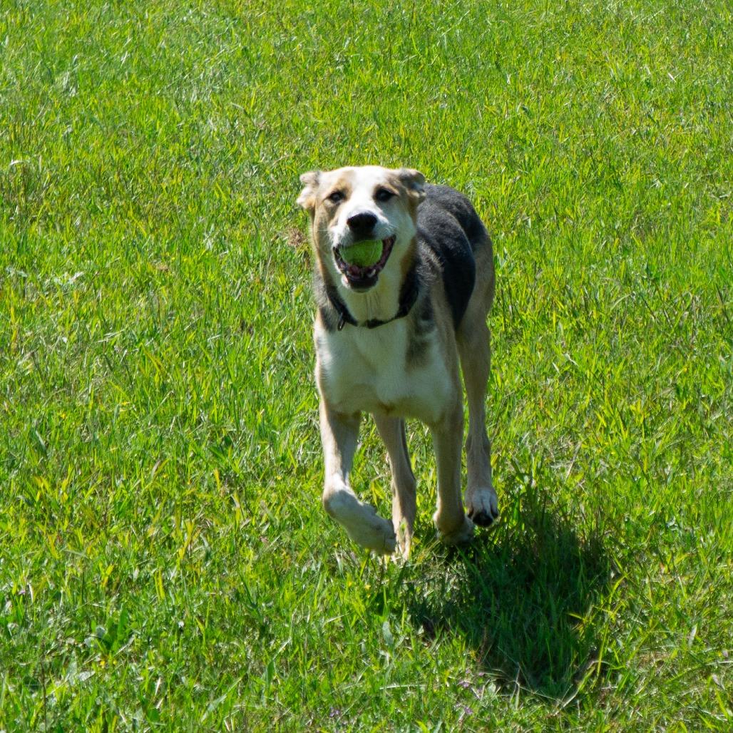 Enlarge Scout, a Adoptable mixed breed in Bristol, IN image 3/6