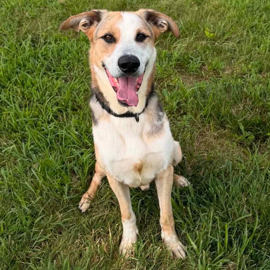 Enlarge Scout, a Adoptable mixed breed in Bristol, IN image 4/6