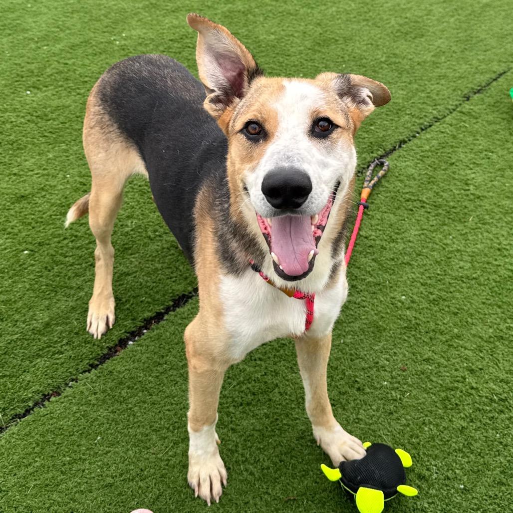 Enlarge Scout, a Adoptable mixed breed in Bristol, IN image 5/6
