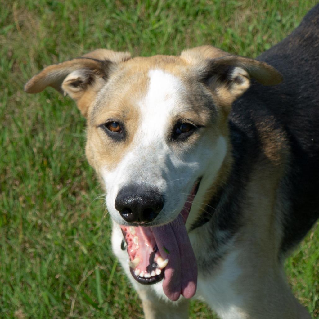 Enlarge Scout, a Adoptable mixed breed in Bristol, IN image 6/6
