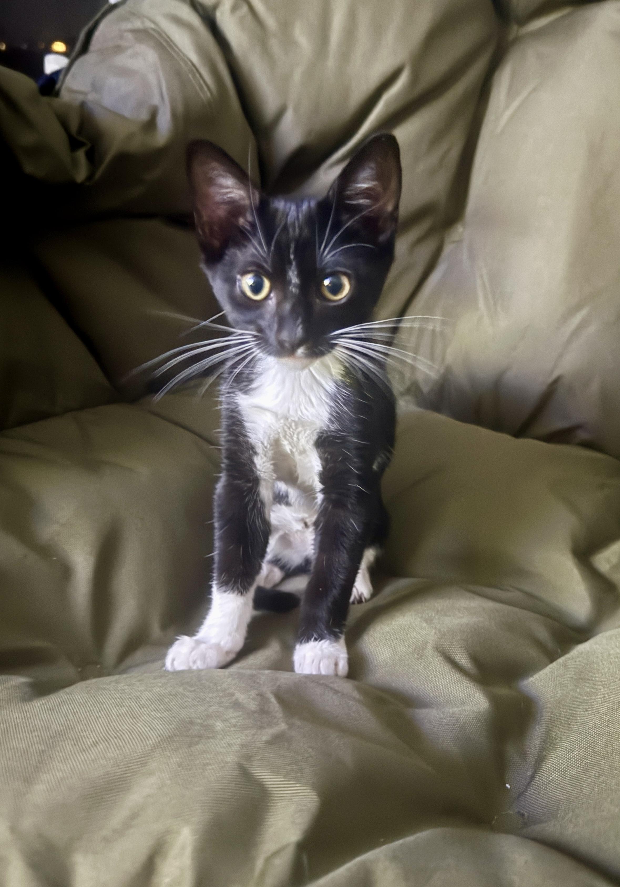 Empress, Baby Female Tuxedo