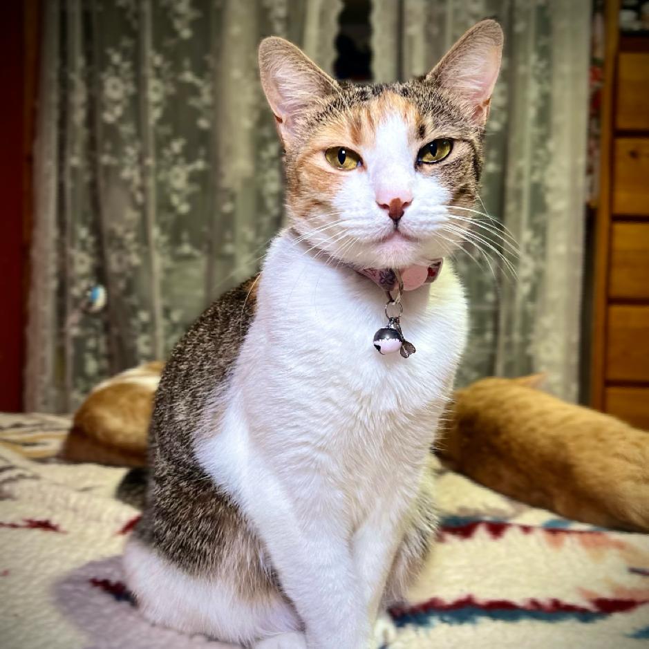 Enlarge Amaya, a Adoptable Domestic Short Hair in Los Angeles, CA image 1/4