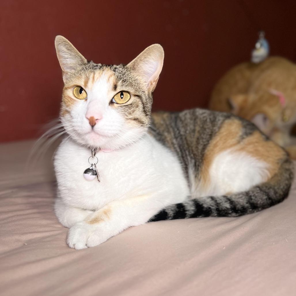 Enlarge Amaya, a Adoptable Domestic Short Hair in Los Angeles, CA image 2/4