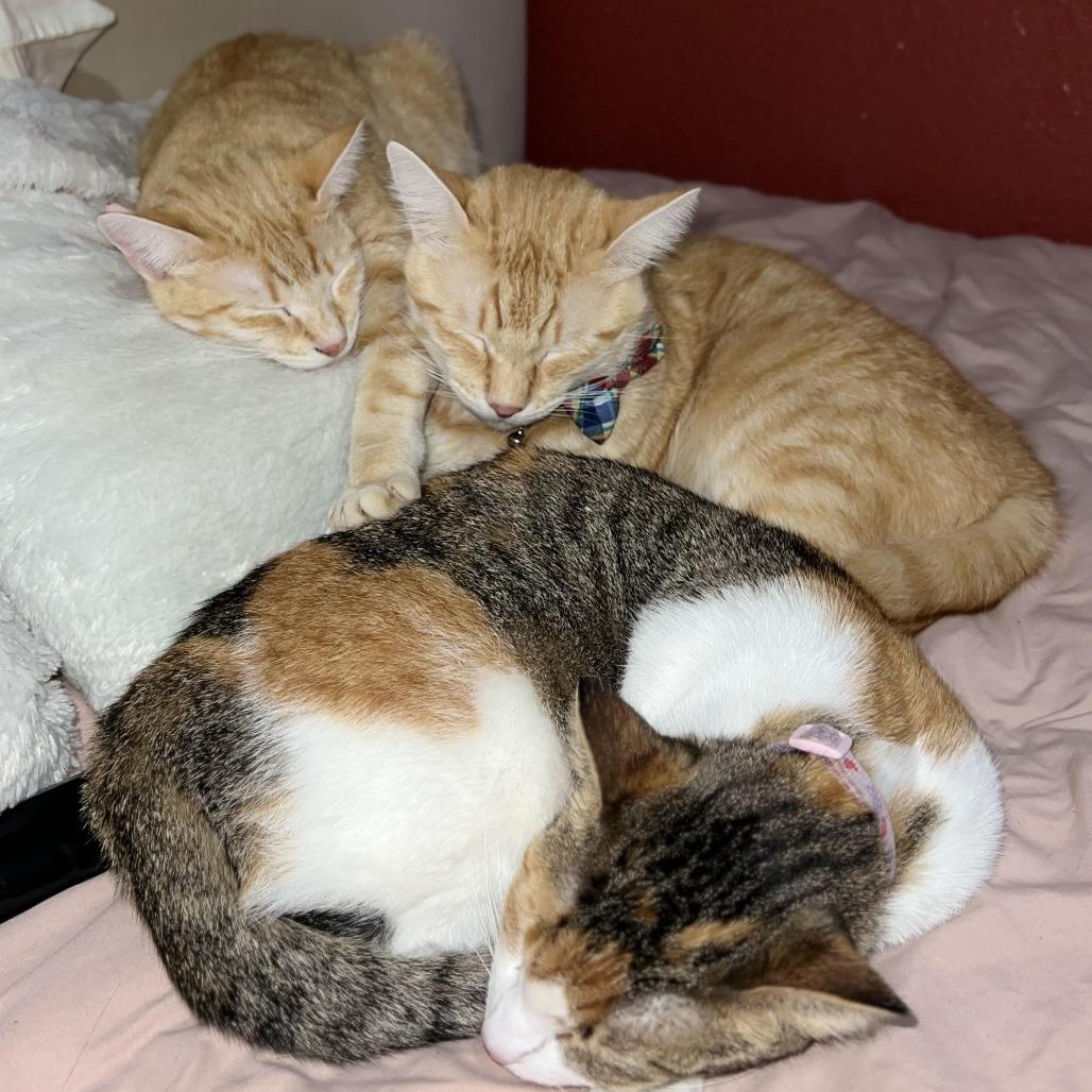 Enlarge Amaya, a Adoptable Domestic Short Hair in Los Angeles, CA image 3/4