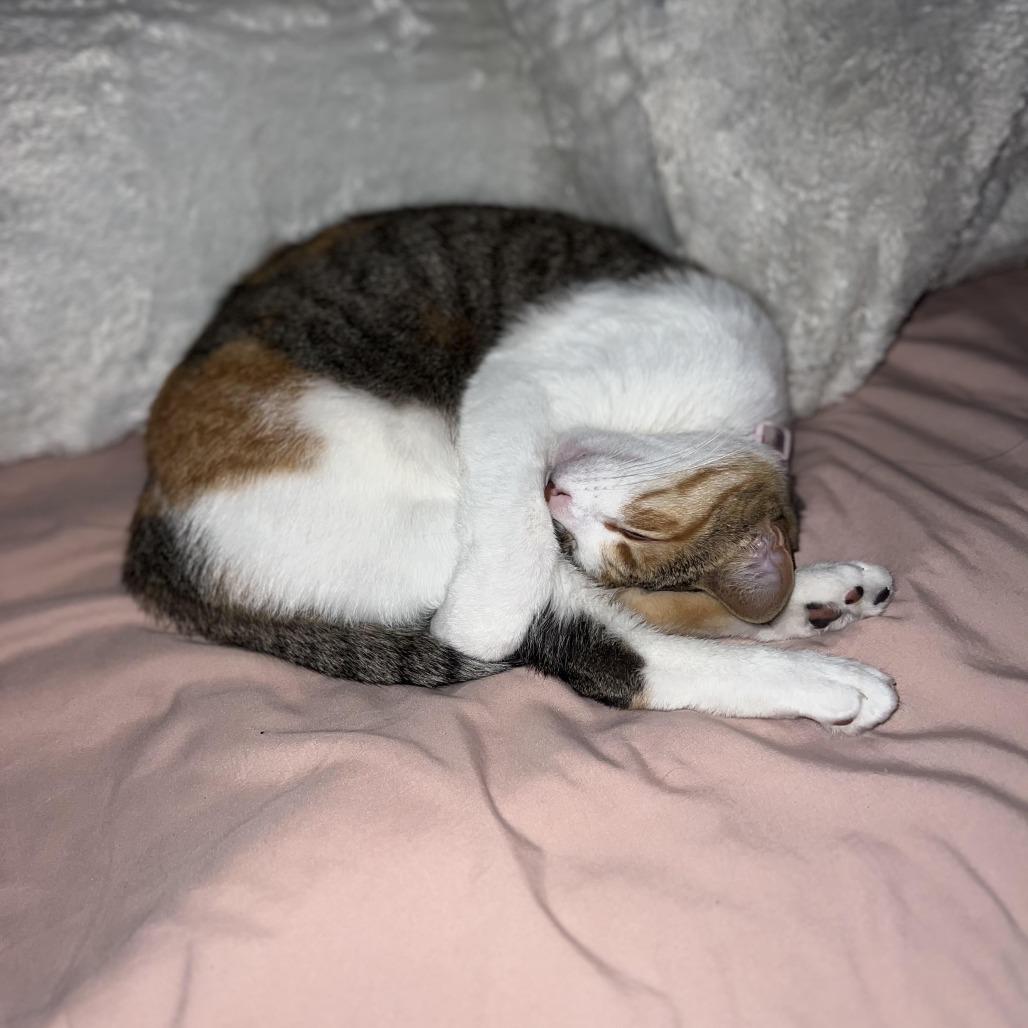 Enlarge Amaya, a Adoptable Domestic Short Hair in Los Angeles, CA image 4/4