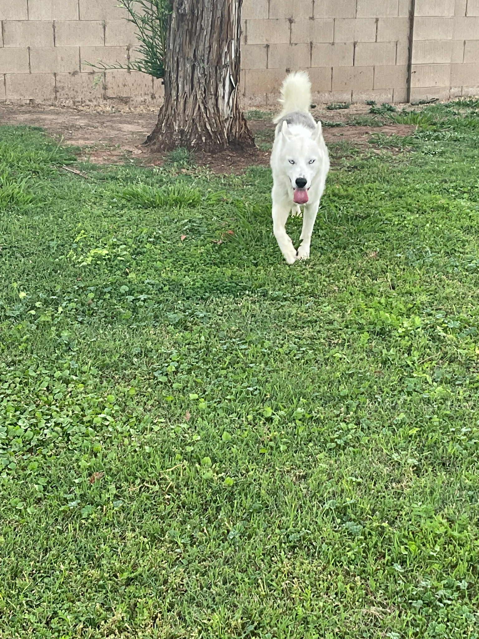 Enlarge Meet Toby — The Sweetest Soul with a Survivor’s Spirit, a Adopted mixed breed in Lancaster, CA image 2/5