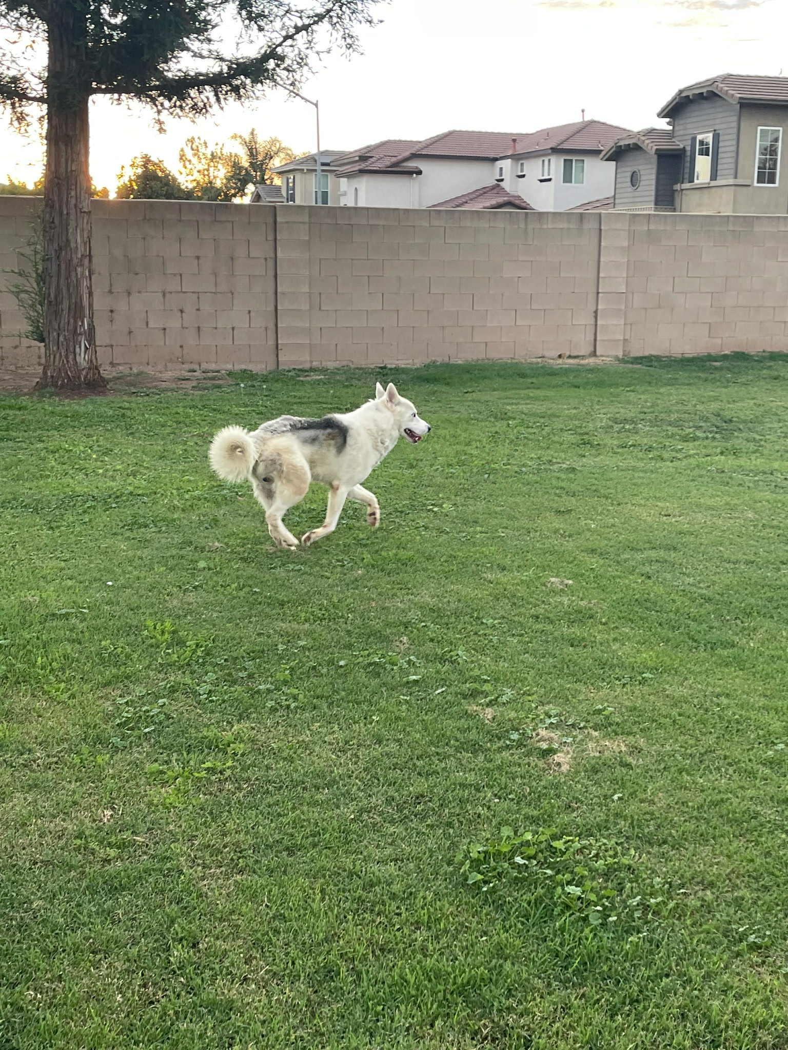 Enlarge Meet Toby — The Sweetest Soul with a Survivor’s Spirit, a Adopted mixed breed in Lancaster, CA image 3/5