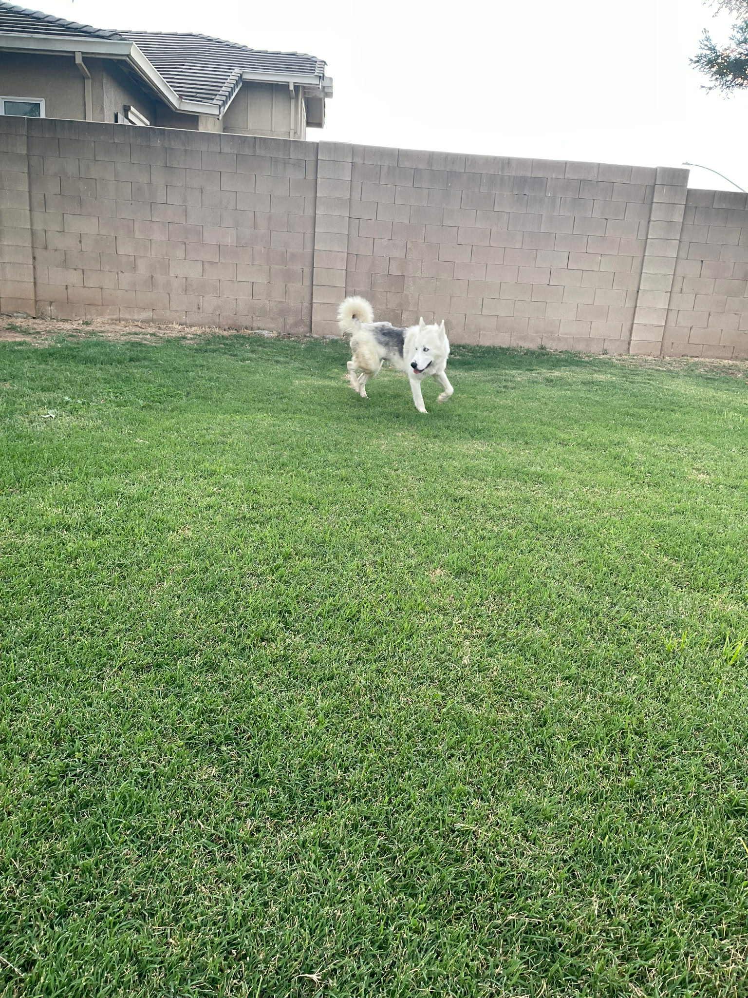 Enlarge Meet Toby — The Sweetest Soul with a Survivor’s Spirit, a Adopted mixed breed in Lancaster, CA image 4/5