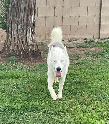 Meet Toby — The Sweetest Soul with a Survivor’s Spirit, Adopted, Adult Male Siberian Husky & German Shepherd Dog.