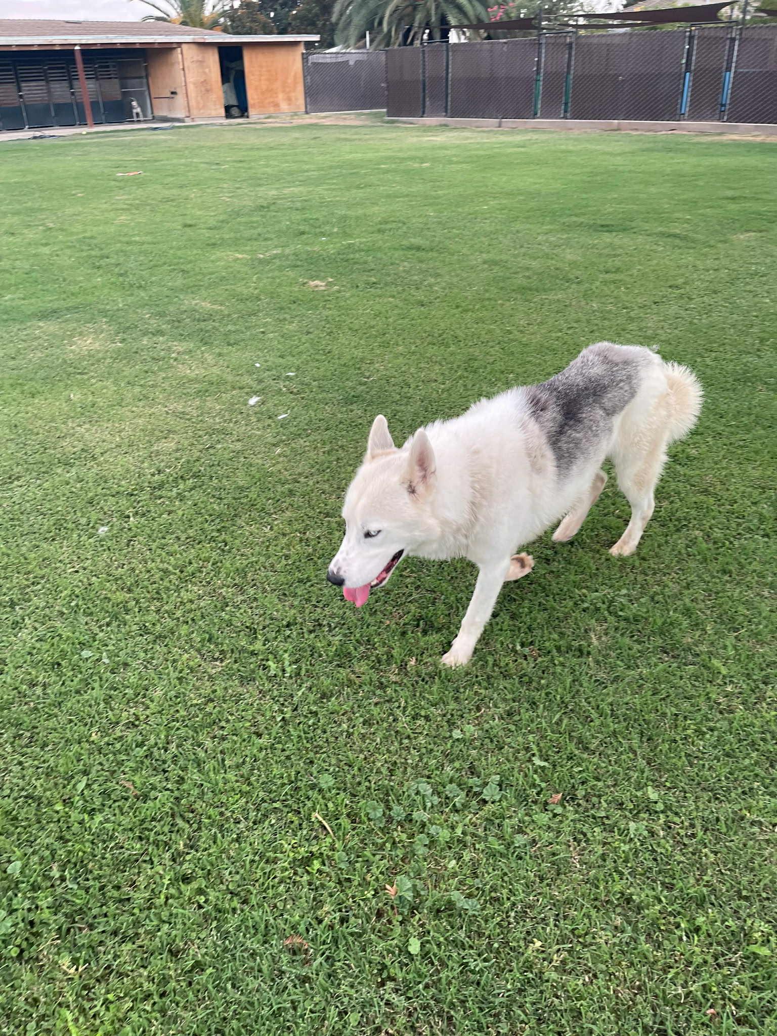Enlarge Meet Toby — The Sweetest Soul with a Survivor’s Spirit, a Adopted mixed breed in Lancaster, CA image 5/5
