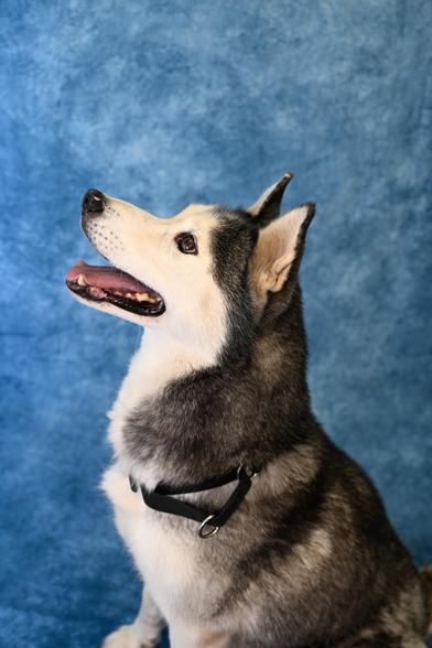 Everest — thumbnail 2