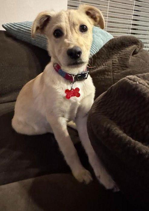 Al, Adoptable, Puppy Male Terrier & Labrador Retriever.