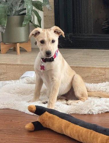 Al, a Adoptable mixed breed in San Diego, CA image 2/3