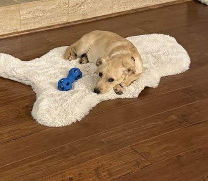 Al, a Adoptable mixed breed in San Diego, CA image 3/3