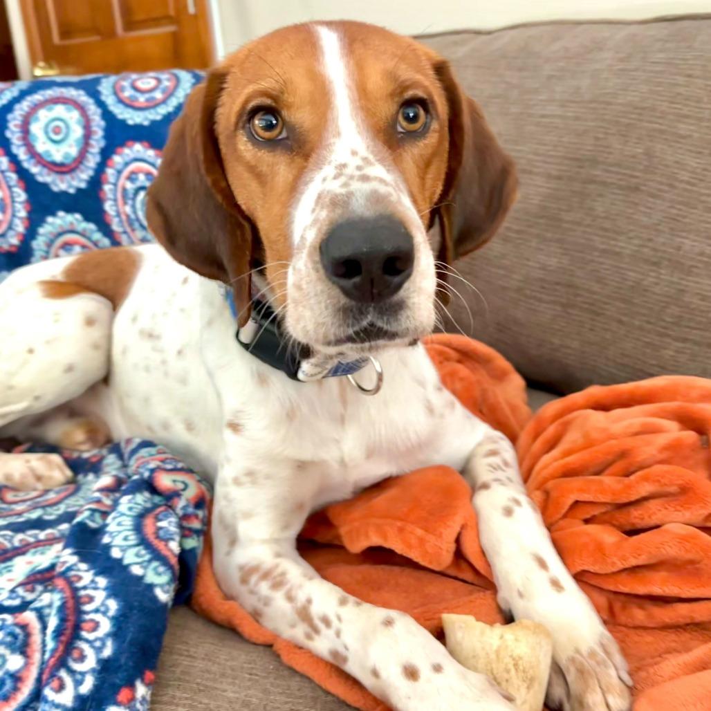 Enlarge Baylor, a Adoptable Coonhound in Glenfield, NY image 1/4