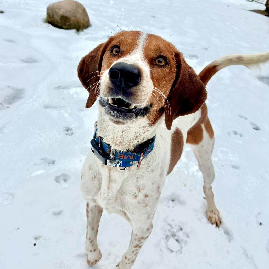 Enlarge Baylor, a Adoptable Coonhound in Glenfield, NY image 2/4