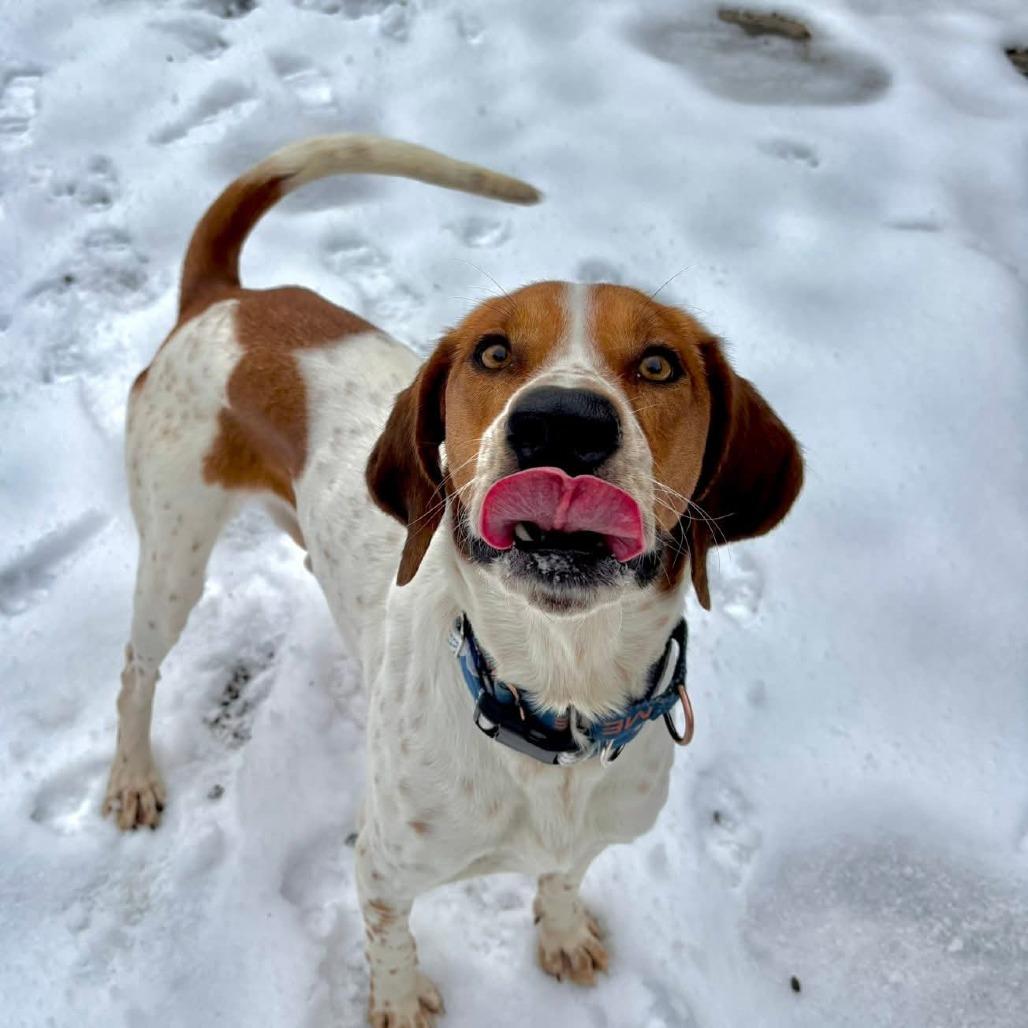 Enlarge Baylor, a Adoptable Coonhound in Glenfield, NY image 3/4