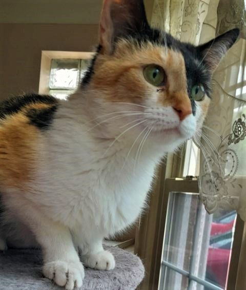 Danielle COURTESY POST, Adoptable, Young Female Calico.