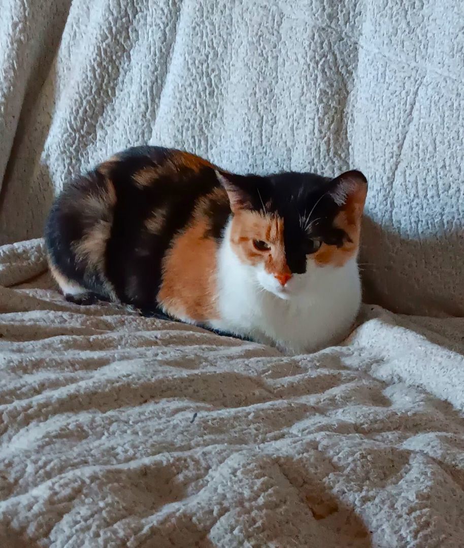 Danielle COURTESY POST, a Adoptable Calico in Taylor, MI image 2/4