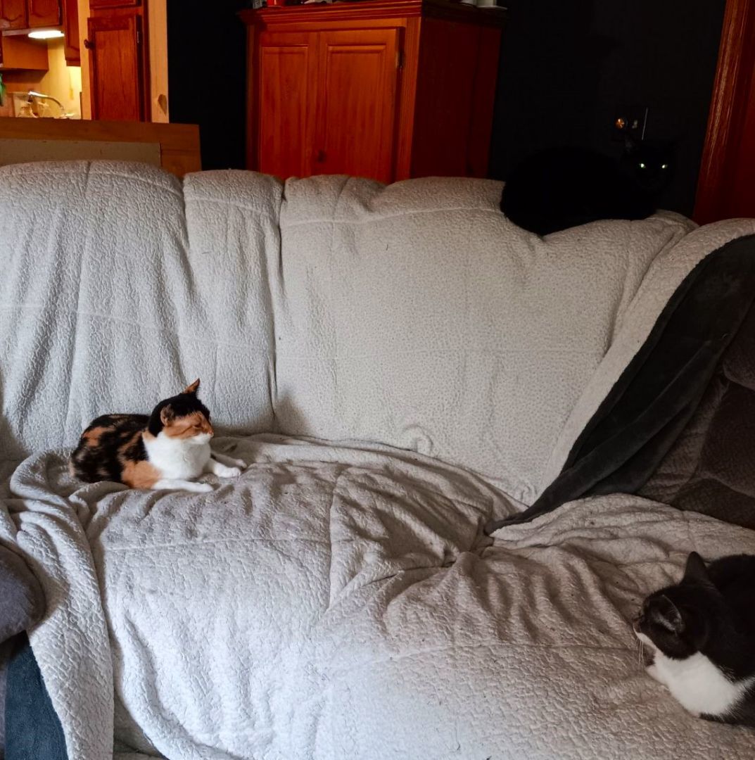 Danielle COURTESY POST, a Adoptable Calico in Taylor, MI image 3/4